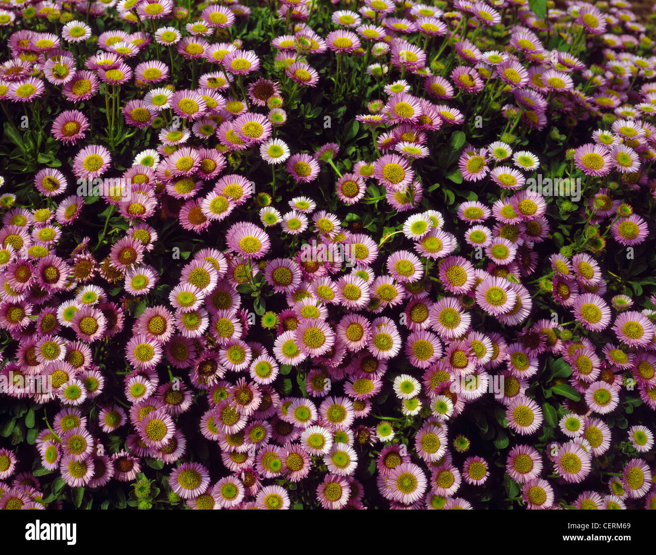 Eine Nahaufnahme von einem Blumenmuster. Stockfoto