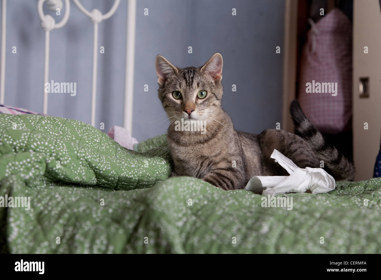 Alert Katze auf einem Bett. Stockfoto