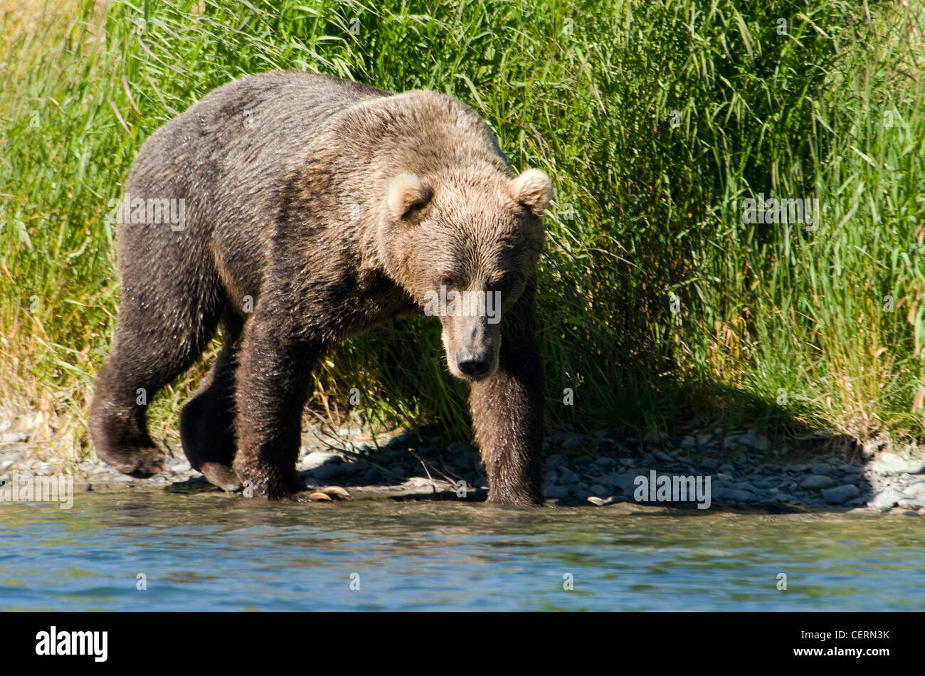 Große Erwachsene Kodiak Braunbär (Ursus Arctos Midendorffii) Grizzlybären Pirsch am Ufer des Ufer eines Flusses auf der Suche nach Lachs. Stockfoto