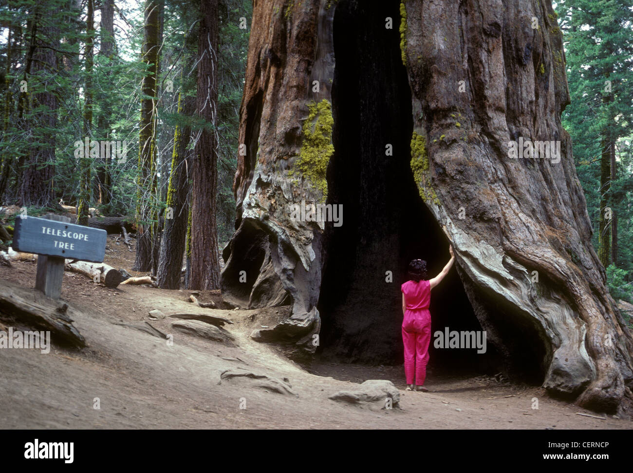 Teleskop Baum, Giant Sequoia Baum, Mariposa Grove, Yosemite Valley, Yosemite National Park, Yosemite, National Park, Mariposa County, Kalifornien Stockfoto