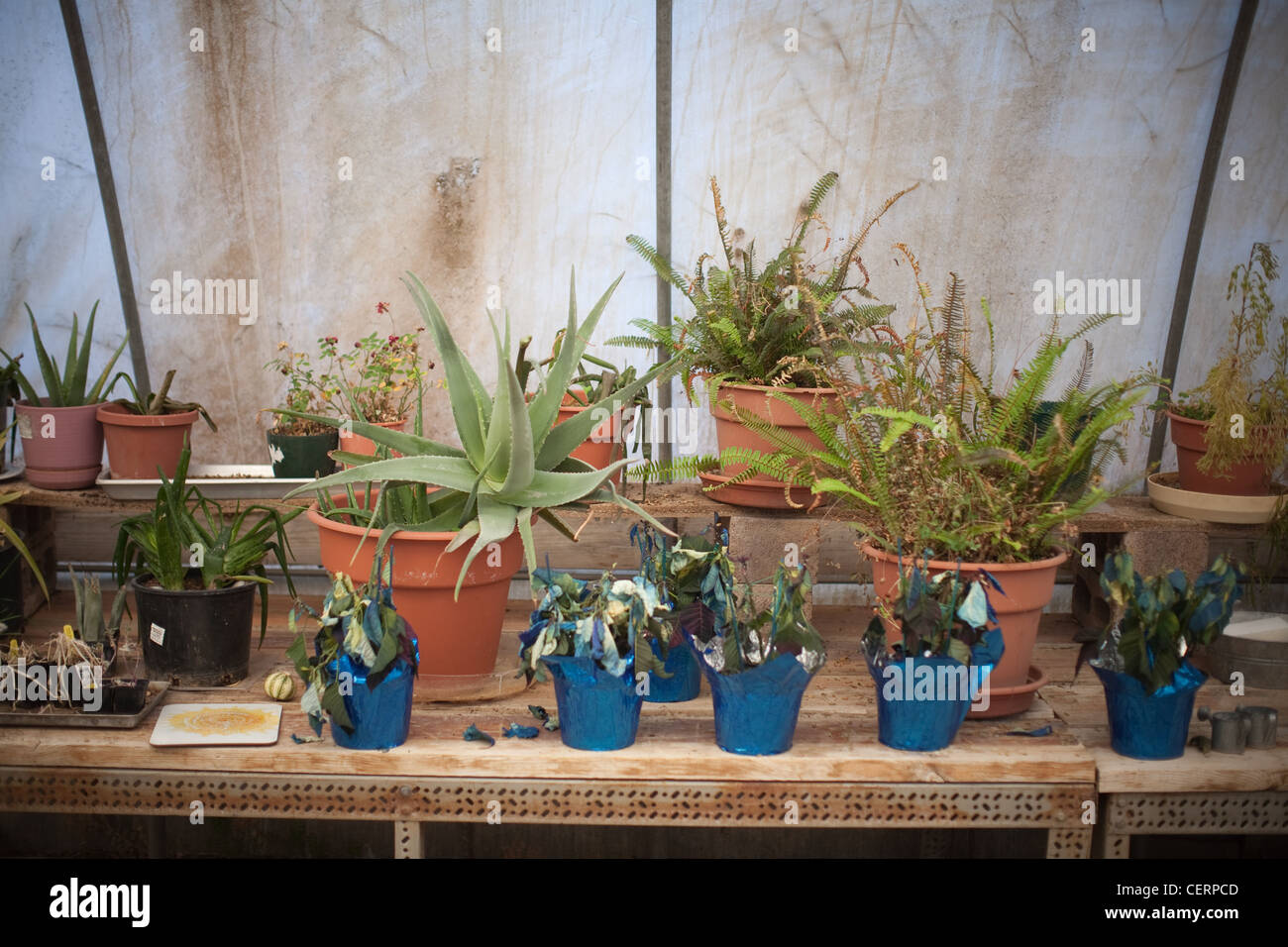 Tabelle der Aloe-Vera-Pflanzen und andere heilende Kräuter und Pflanzen. Stockfoto