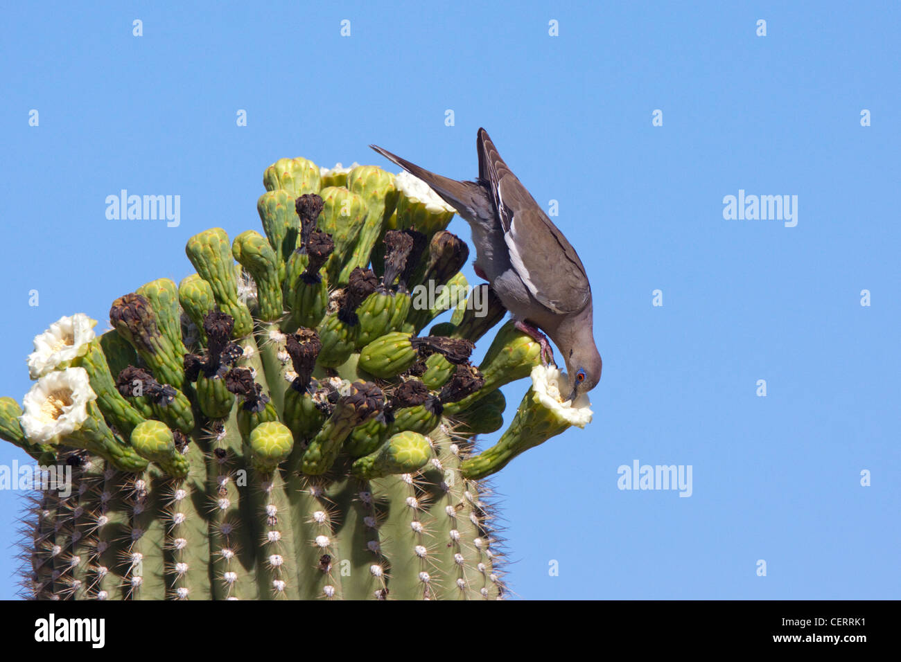Weiß – Winged Taube Zenaida Asiatica Tucson, Pima Co., ARIZONA, Vereinigte Staaten 24 können Erwachsene Trinken Nektar aus Saguaro Kaktus Stockfoto