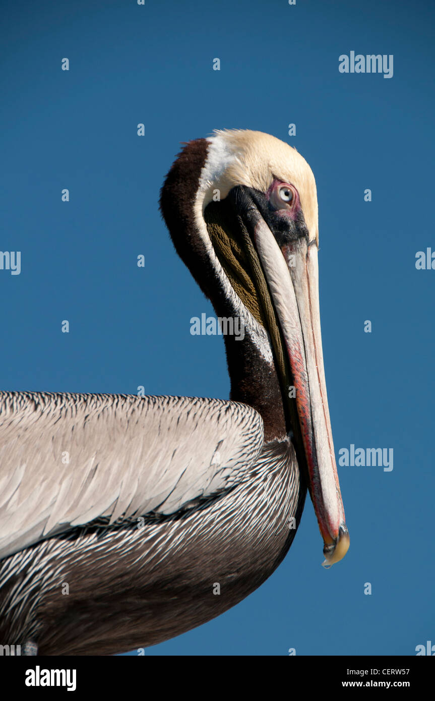 Braune Pelikan. Stockfoto