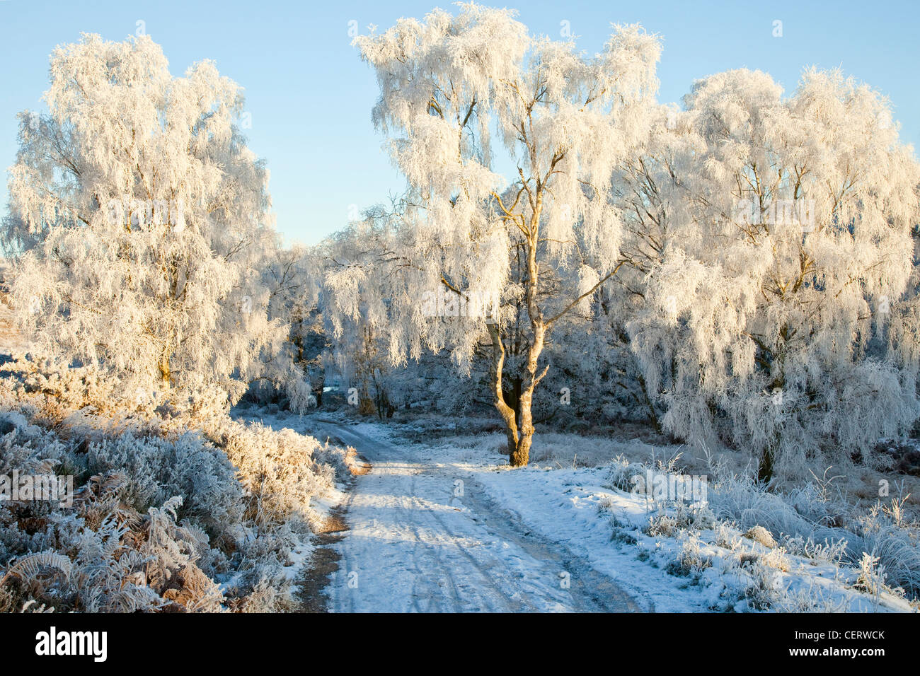 Harter Winter Staffordshire Weise, Sherbrooke Talbereich im Frühwinter Cannock Chase Country Park AONB Bereich ausgegebener Stockfoto