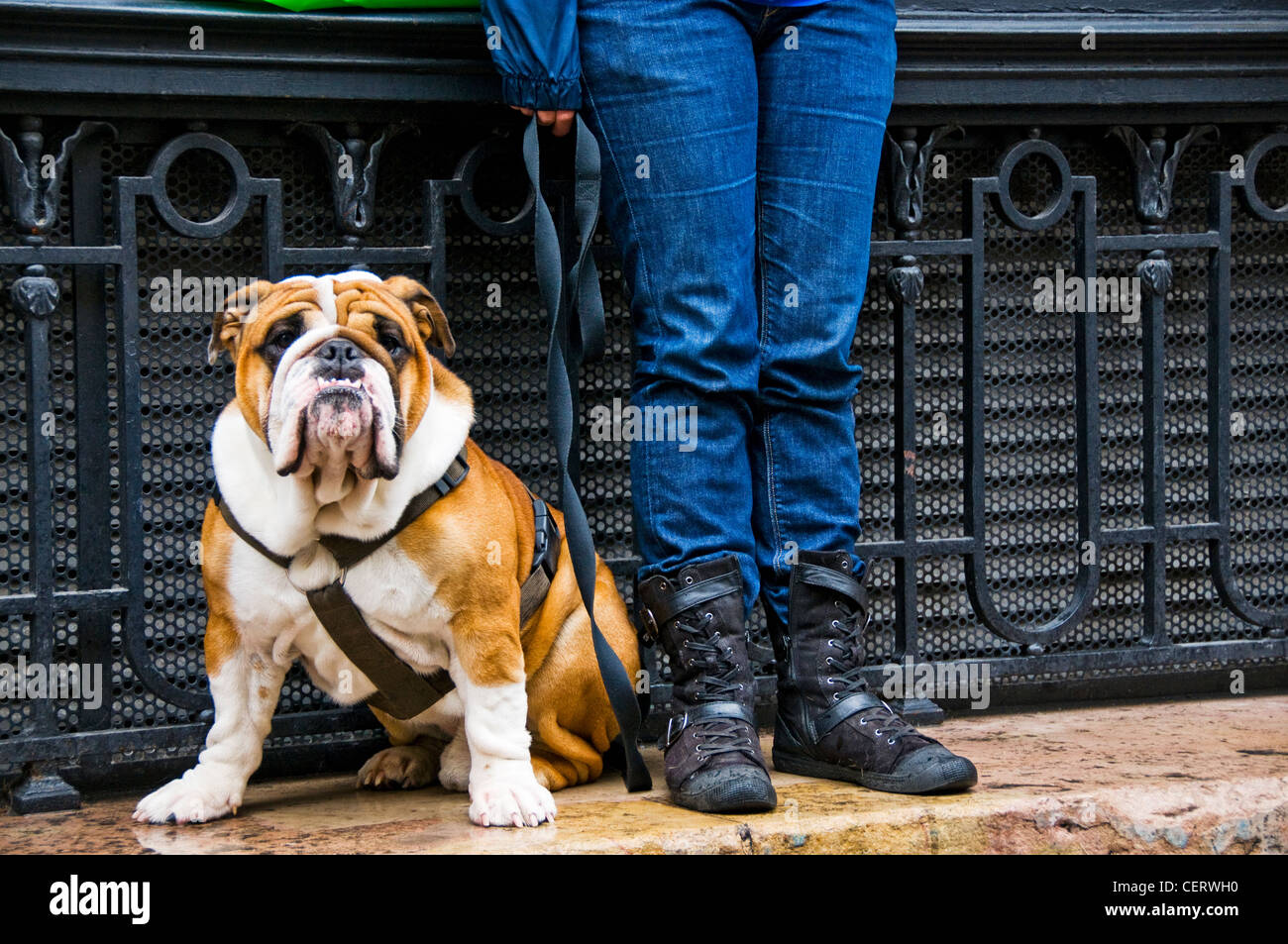 Bulldog sitzen SÄUGETIER Stockfoto