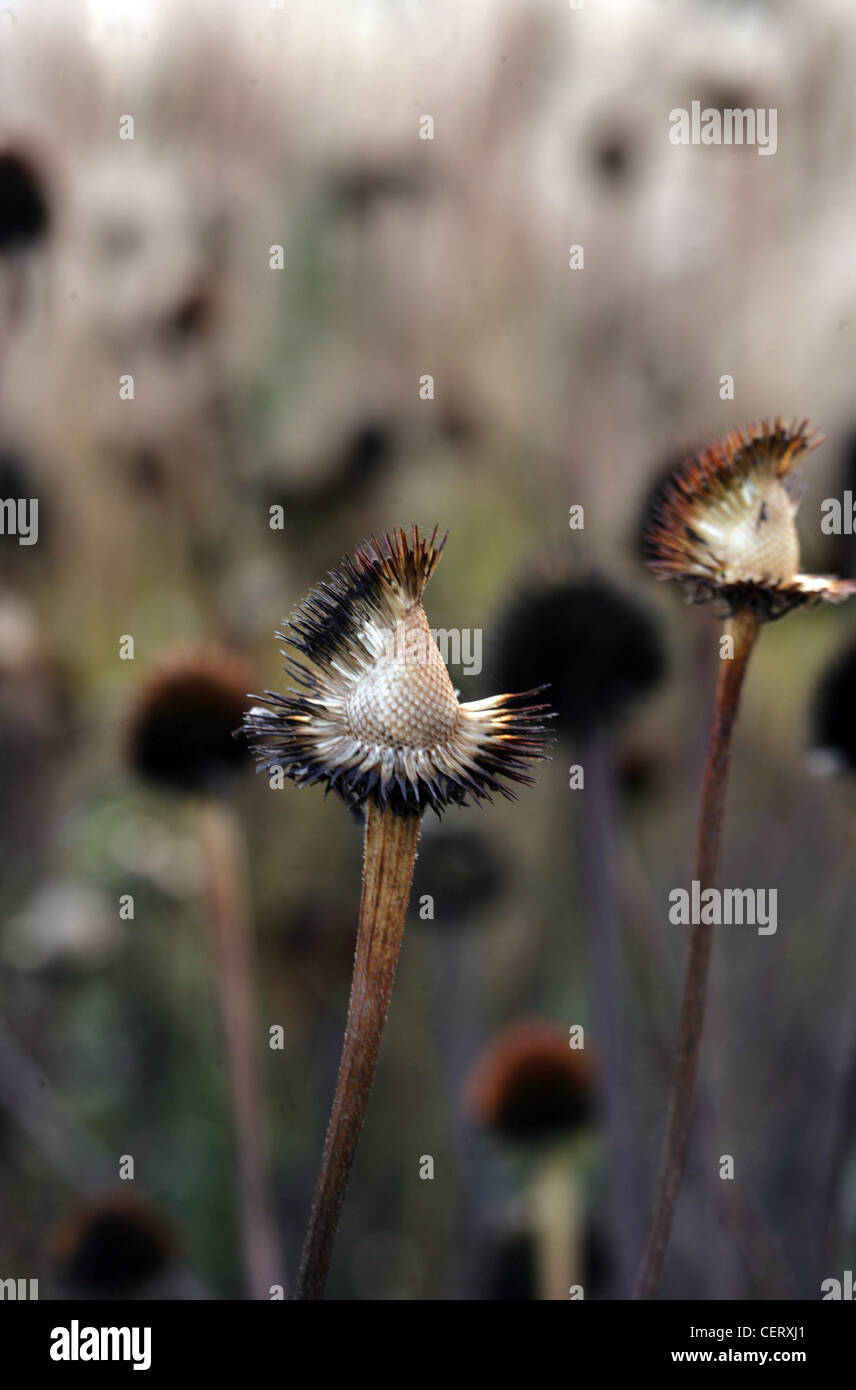 Schaffung von Lebensräumen Samenköpfe von einem Echinacea Blumen kommt Vögel Stockfoto