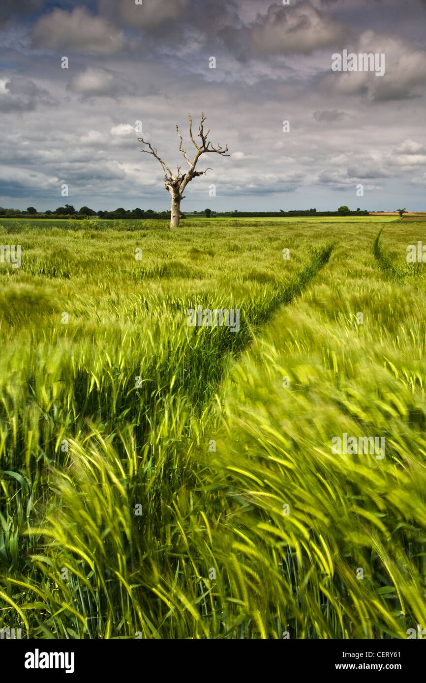 Ein toter Baum und Gerste Feld während eines Sturms in der Norfolk-Landschaft. Stockfoto