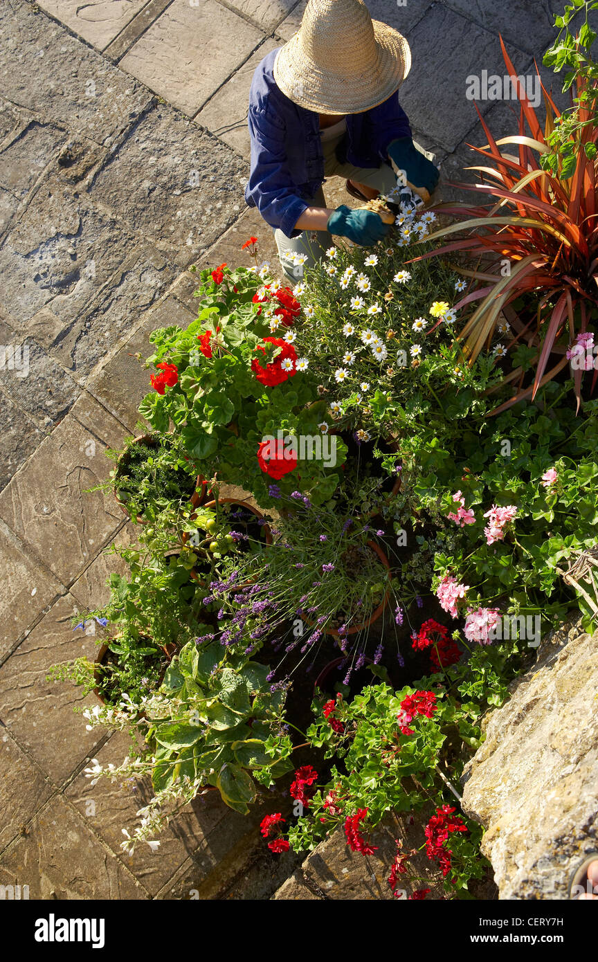 Frau Pflege Topfpflanzen im Garten, Dorset, England, UK Stockfoto