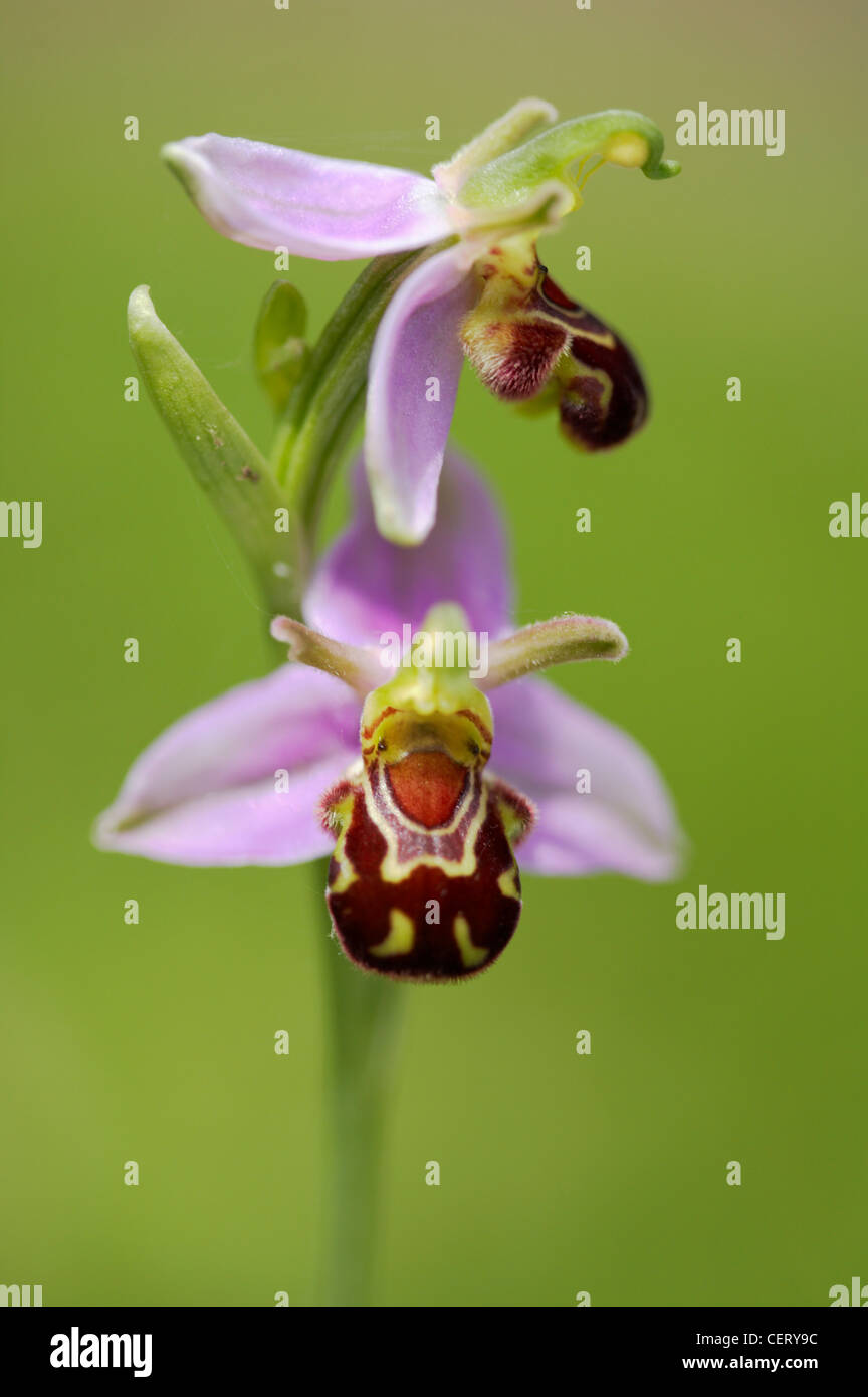 Detail der eine wilde Biene Orchidee auf einer Wiese in Norfolk. Stockfoto