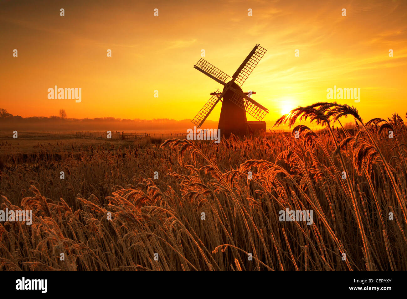 Hoar Milchglas Schilf und Morgennebel an Herringfleet Windmühle. Stockfoto