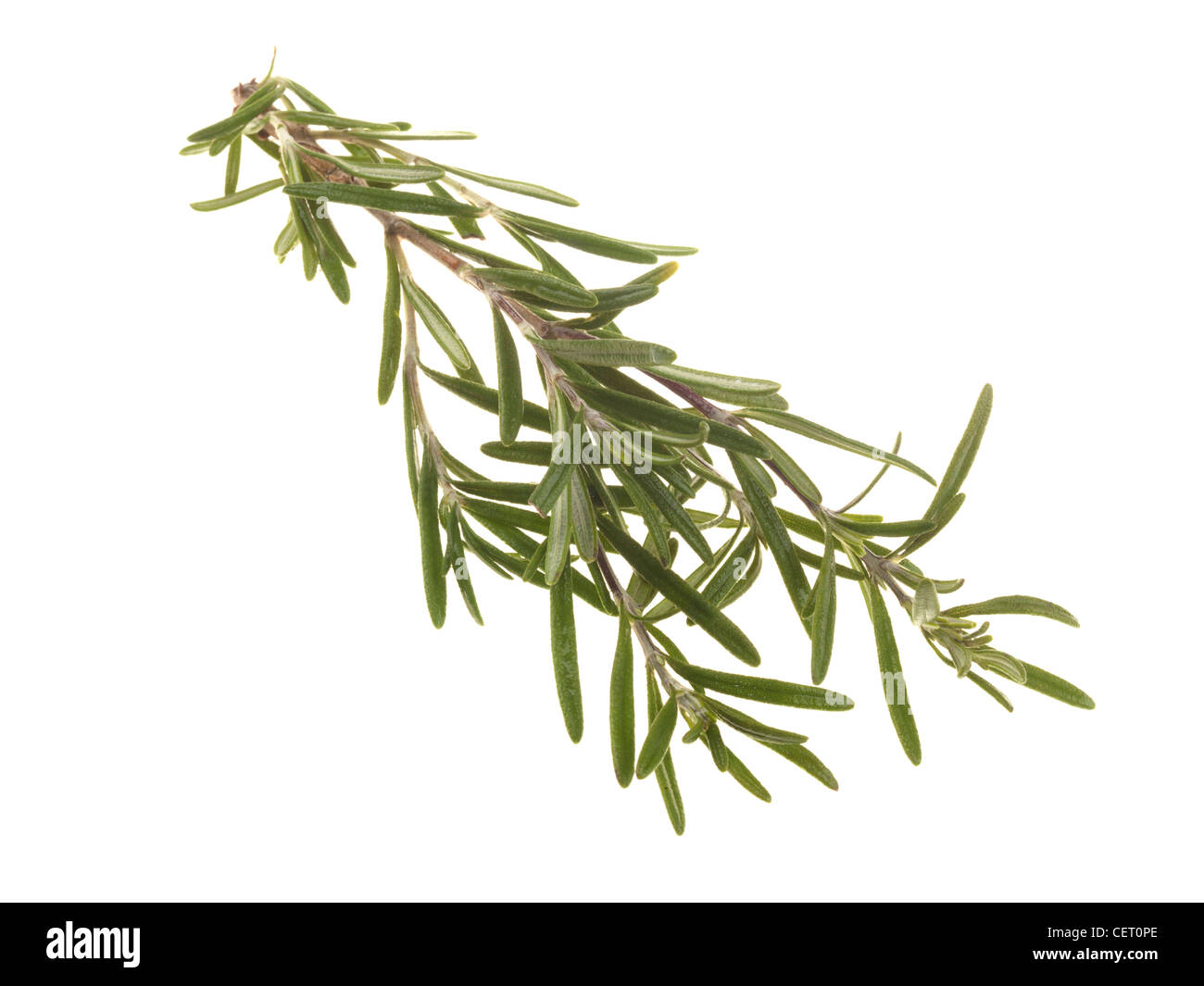Zweig Rosmarin Frische, gesunde aromatische Kraut gegen einen weißen Hintergrund mit Freistellungspfaden und keine Leute Stockfoto