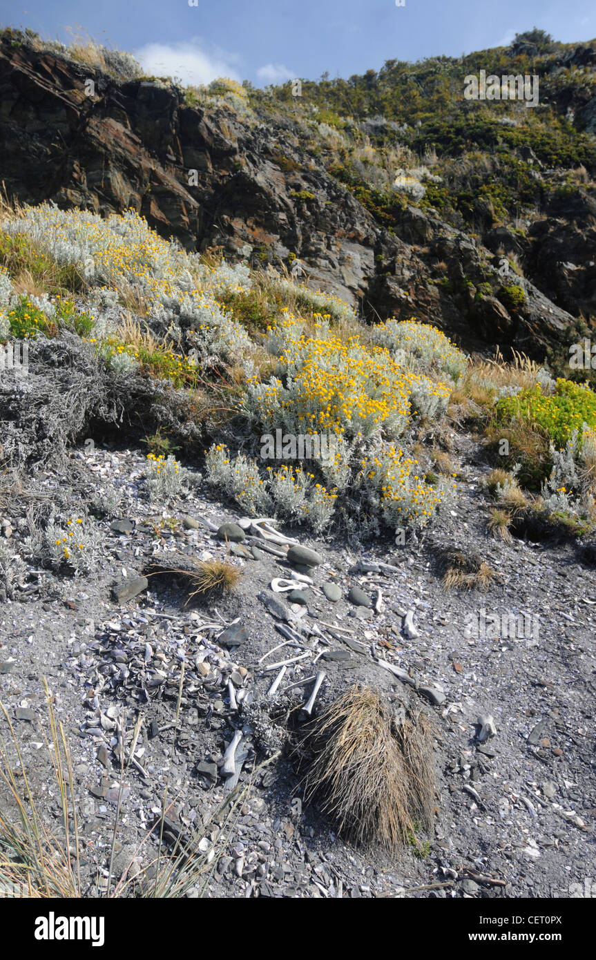Coastal Midden von Knochen und Muscheln zurückgelassen von indigenen Völkern (Yaghans), H-Insel, Beagle-Kanal, Tierra Del Fuego Stockfoto