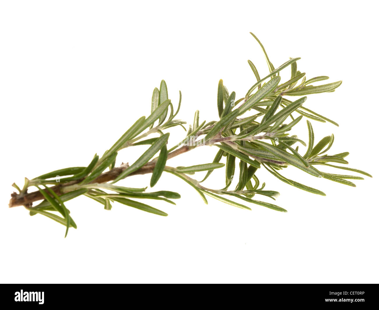 Zweig Rosmarin Frische, gesunde aromatische Kraut gegen einen weißen Hintergrund mit Freistellungspfaden und keine Leute Stockfoto