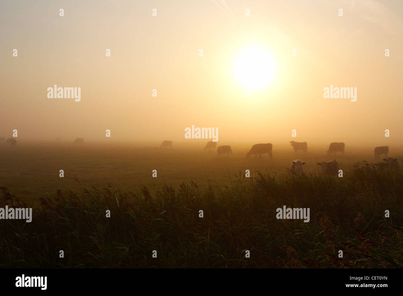 Rinderfütterung auf den nebligen Sümpfen bei Horsey unter der aufgehenden Sonne. Stockfoto