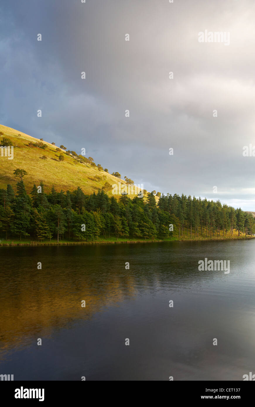 Kiefern säumen das Ufer des Stausees im Upper Derwent Valley. Stockfoto