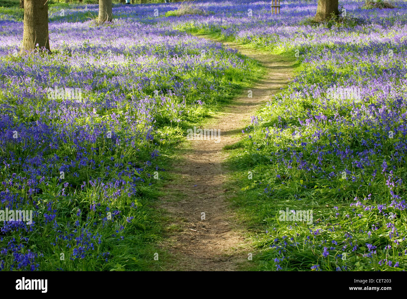 Ein Waldweg durch Glockenblumen in Blickling in Norfolk. Stockfoto