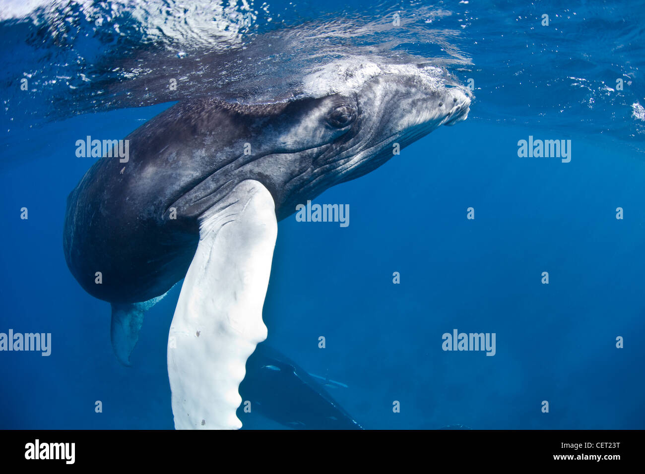 Eine Buckelwal Kalb, Impressionen Novaeangliae atmet an der Oberfläche, während seine Mutter unten aufliegt. Stockfoto