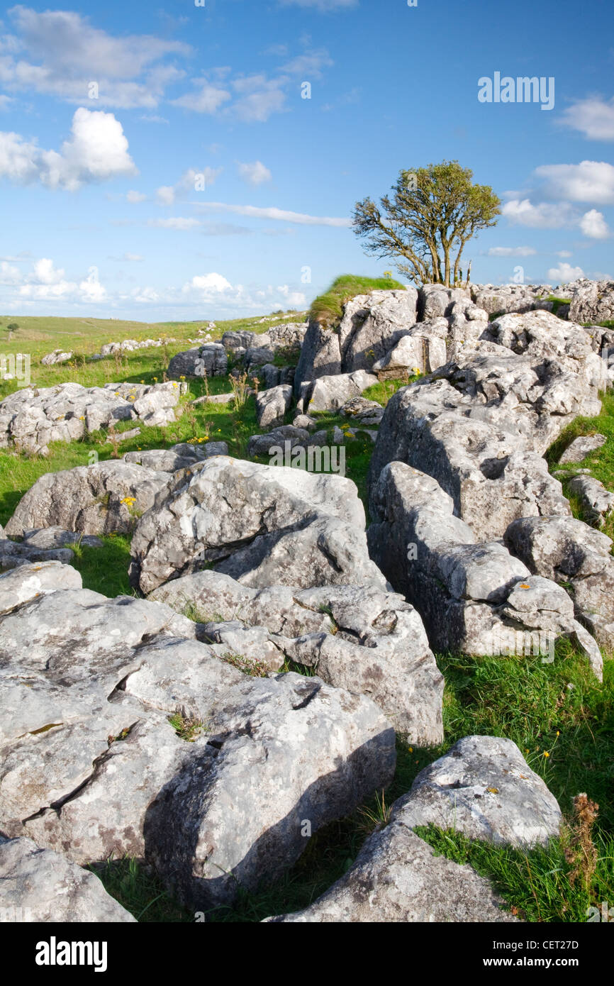 Kalkstein Pflastersteine und ein Baum im Bereich White Peak der Peak District National Park. Stockfoto