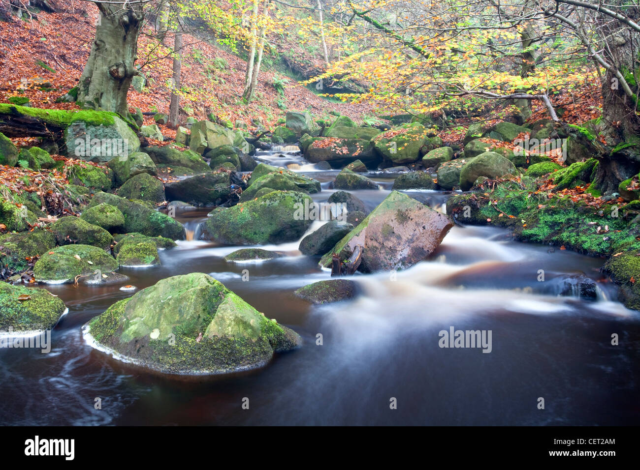 Burbage Bach fließt über Felsblöcke in Padley Schlucht, eine der schönsten verbleibenden Beispiele aus Eiche und Birke Wälder, die einst co Stockfoto