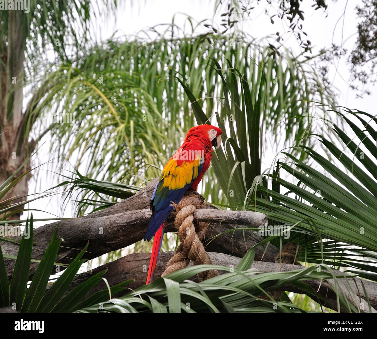 Bunte Papagei In einem tropischen Garten Stockfoto