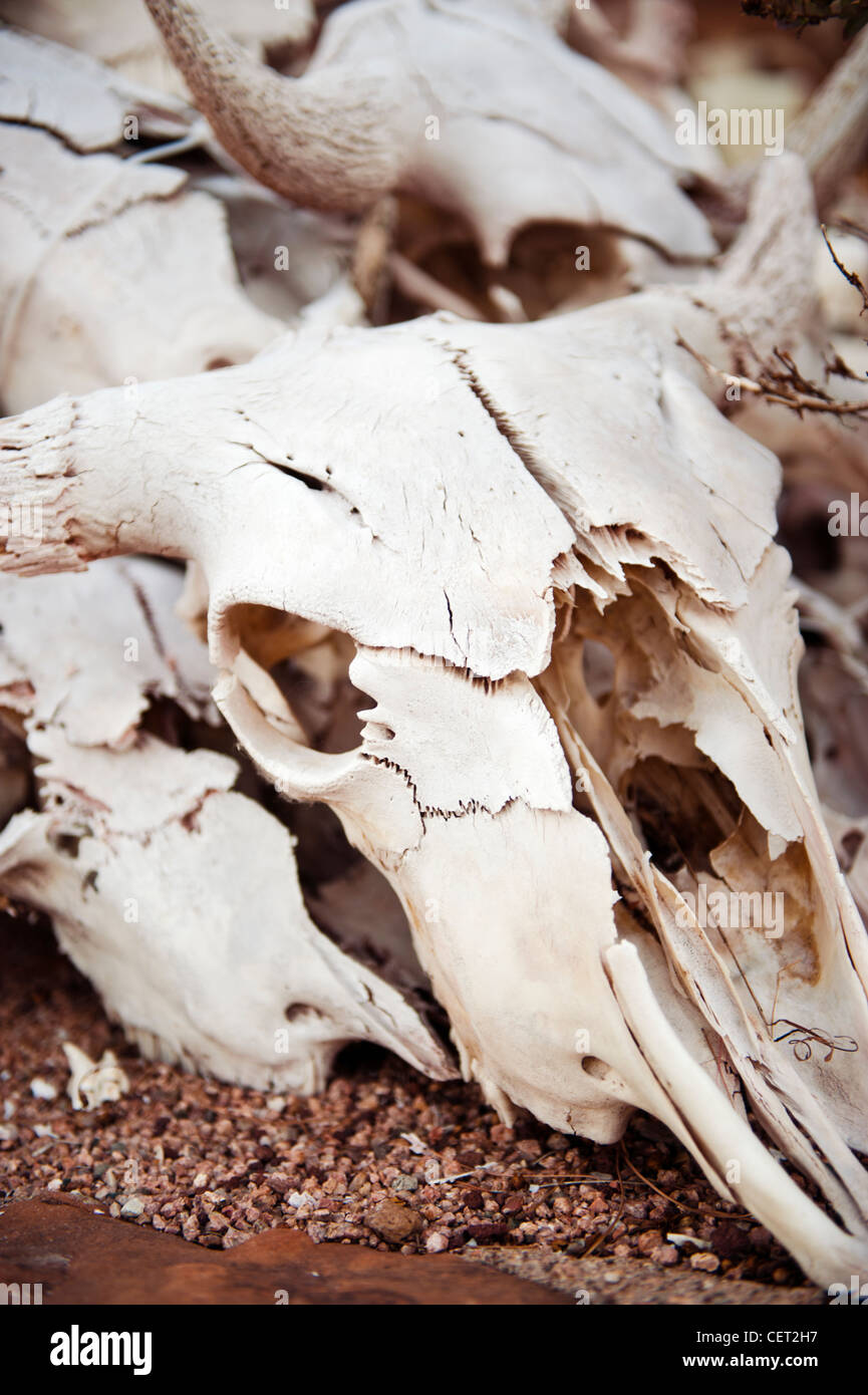 Verschlechterung der alten Kuh Schädel, Arizona Stockfoto