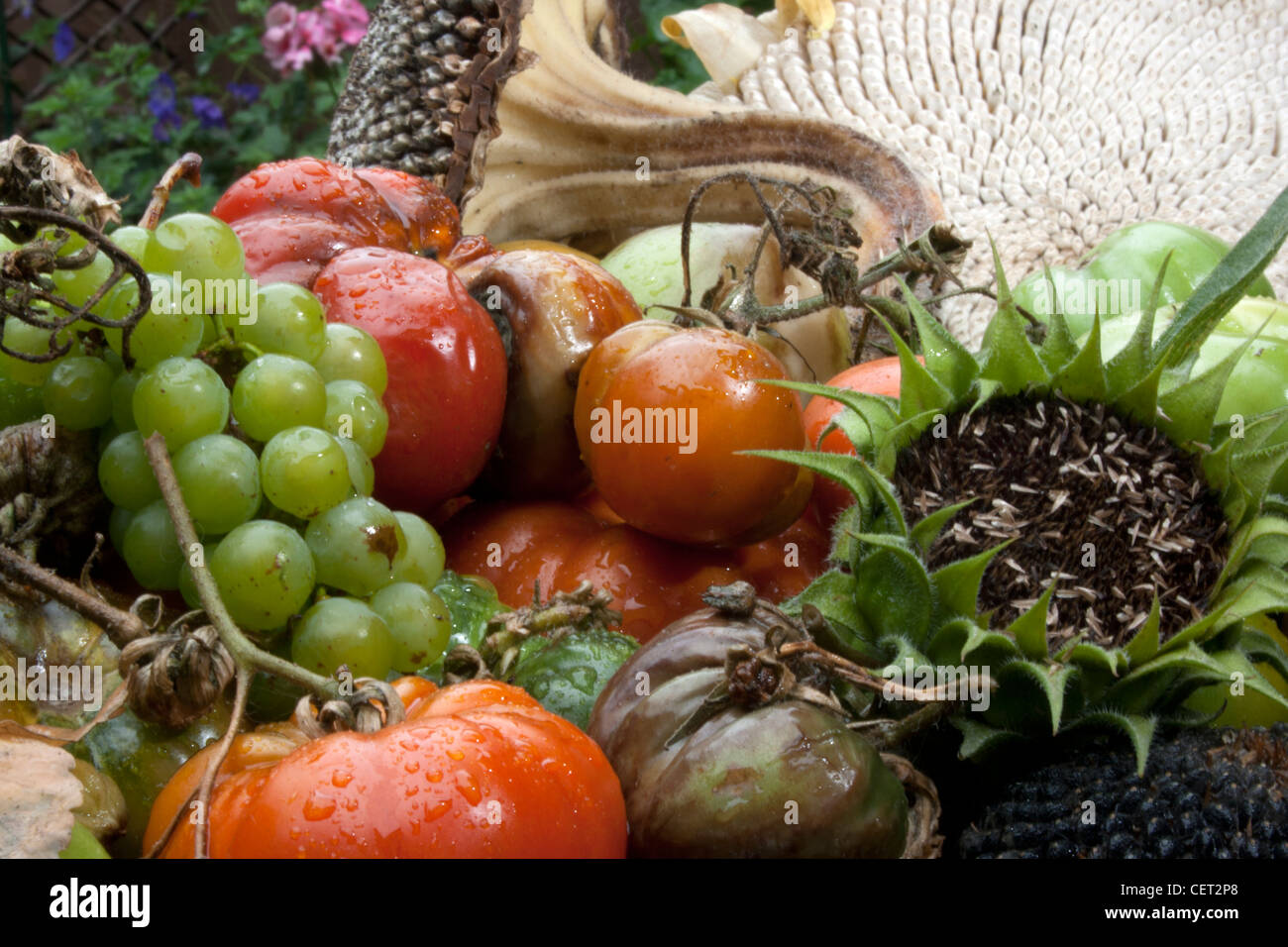 Ein Teller mit faulen Obst und Gemüse Stockfoto