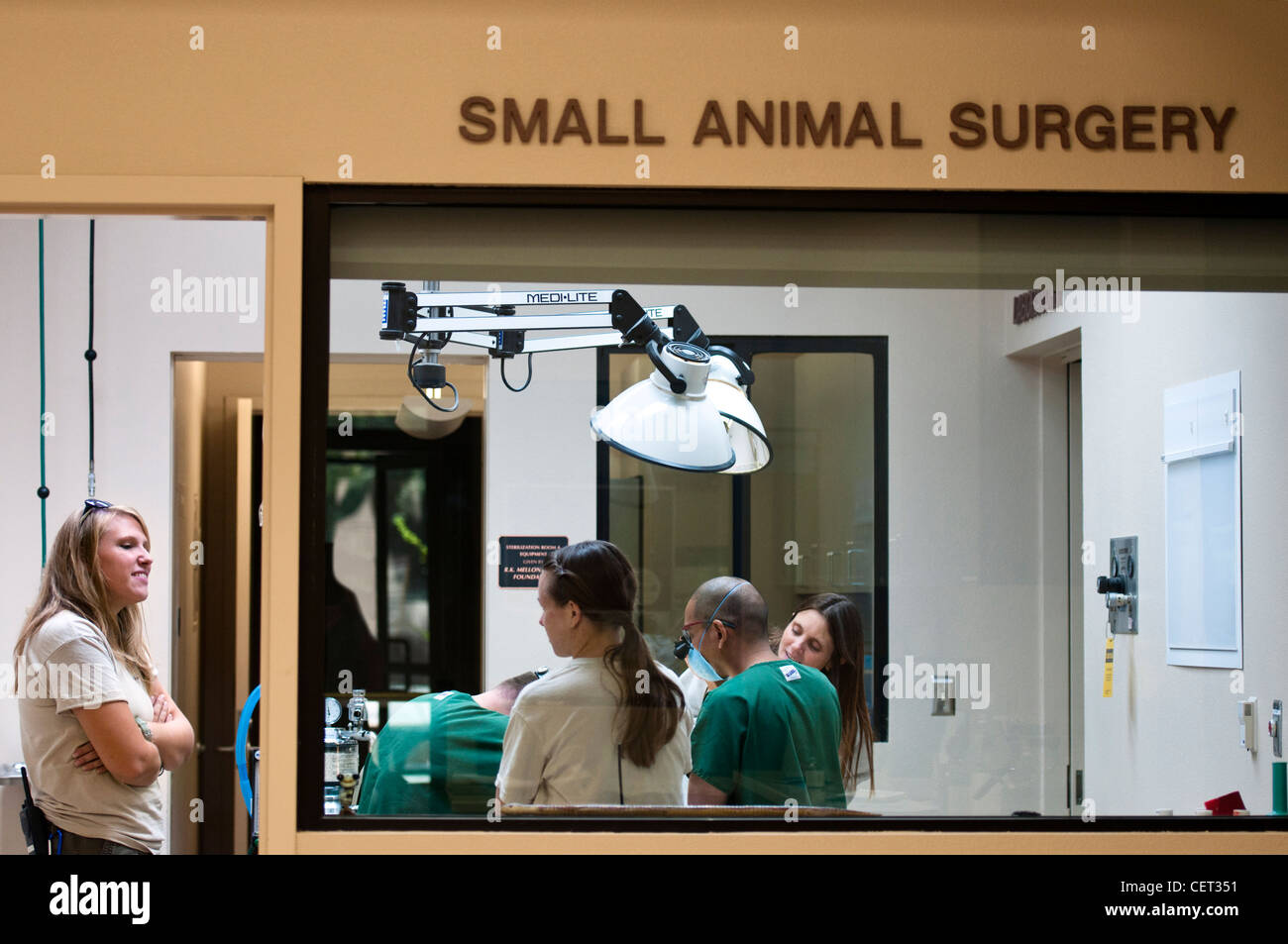 Die Tierärzte und die Mitarbeiter untersuchen, ein Tier in Wildlife Hospital das Palm's Desert Zoo und Conservation Centre. Stockfoto
