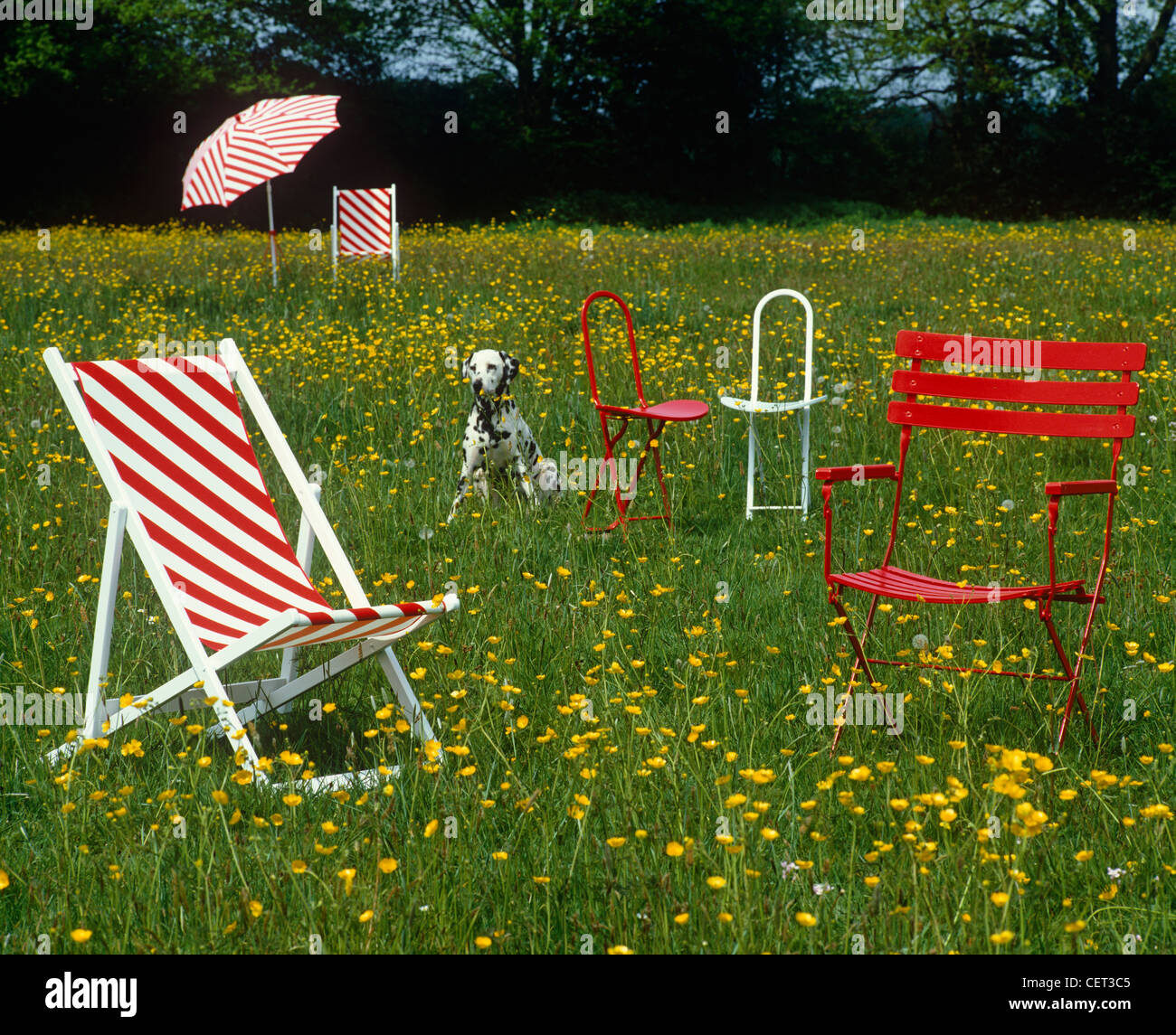 Dalmatinischen Hund im Garten, umgeben mit s rote und weiße Gartenstühle Stockfoto