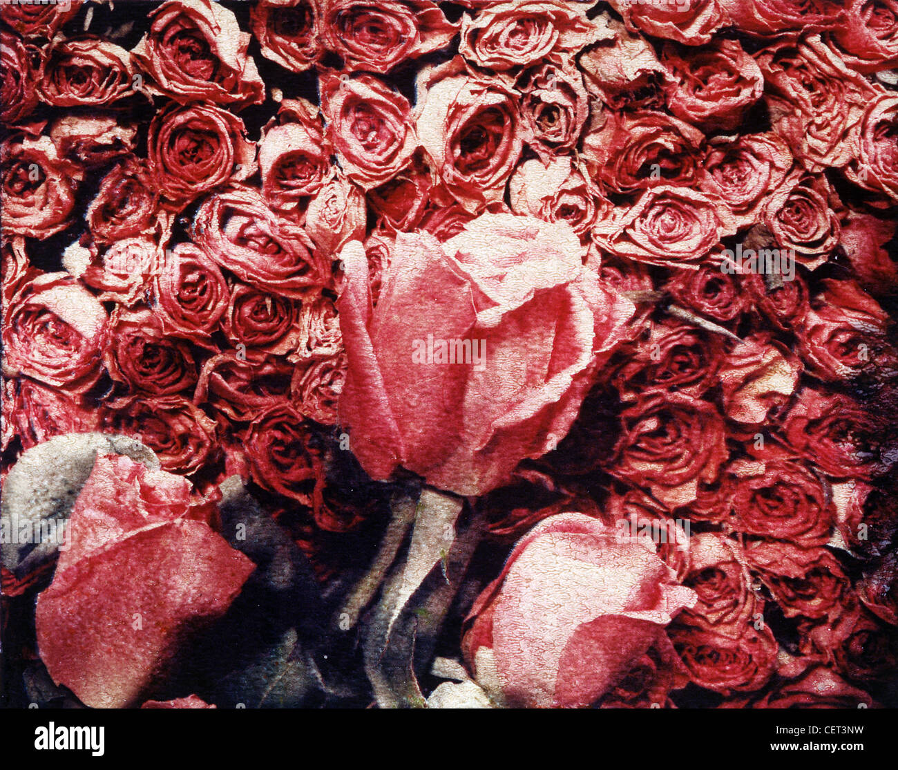 Blumen, Rosen, rot, getrocknet in horizontale Foto mit der Polaroid Image Transfer-Technik.  Gedeckte Farben Stockfoto