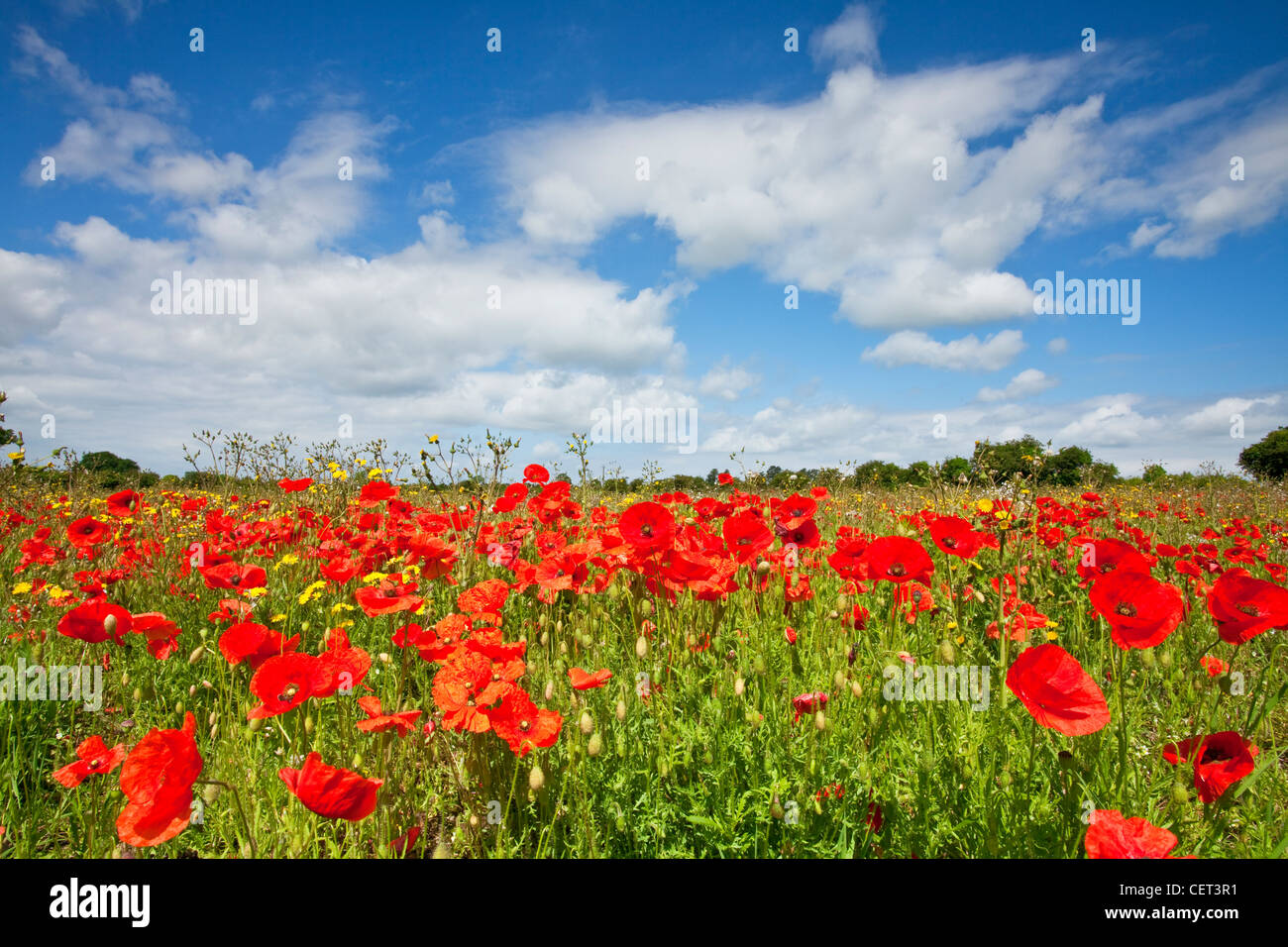 Mohn wächst in einem Feld in der Nähe von Castle Acre in der Norfolk-Landschaft im Sommer. Stockfoto