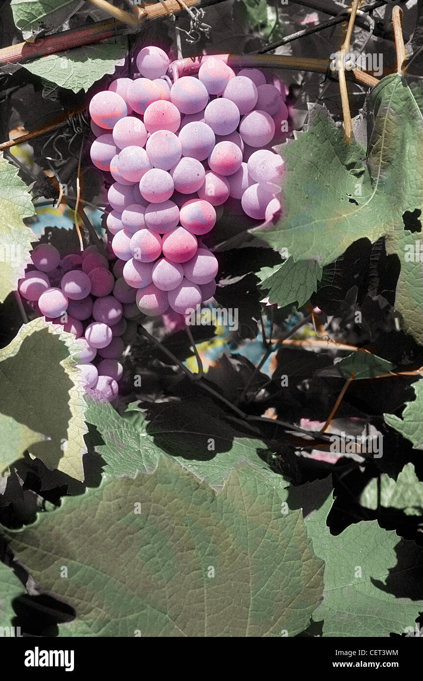 Concord Trauben auf Weinreben auf dem Bauernhof. Vertikal eingefärbtes Foto. Blätter, Trauben Stockfoto