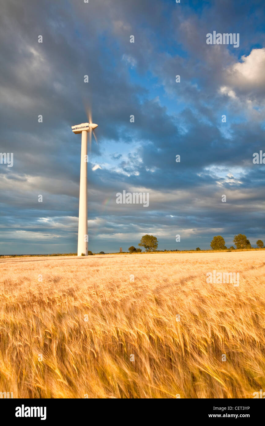 Eine Windkraftanlage und eine Sommer-Ernte von Gerste auf Blut Hügel Winterton-sur-Mer. Stockfoto