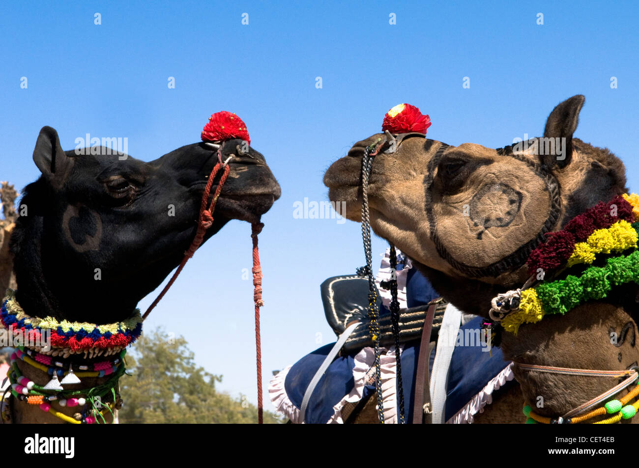Neugierig Kamele in Rajasthan, Indien. Stockfoto
