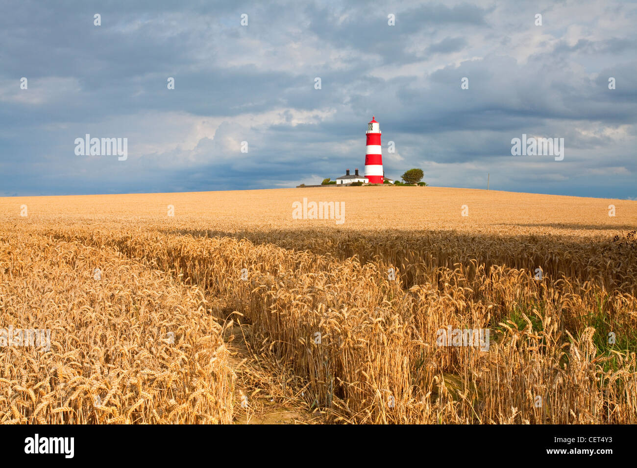 Blick über ein Feld von Weizen in Richtung Happisburgh Leuchtturm, der älteste funktionierende Leuchtturm in East Anglia. Stockfoto