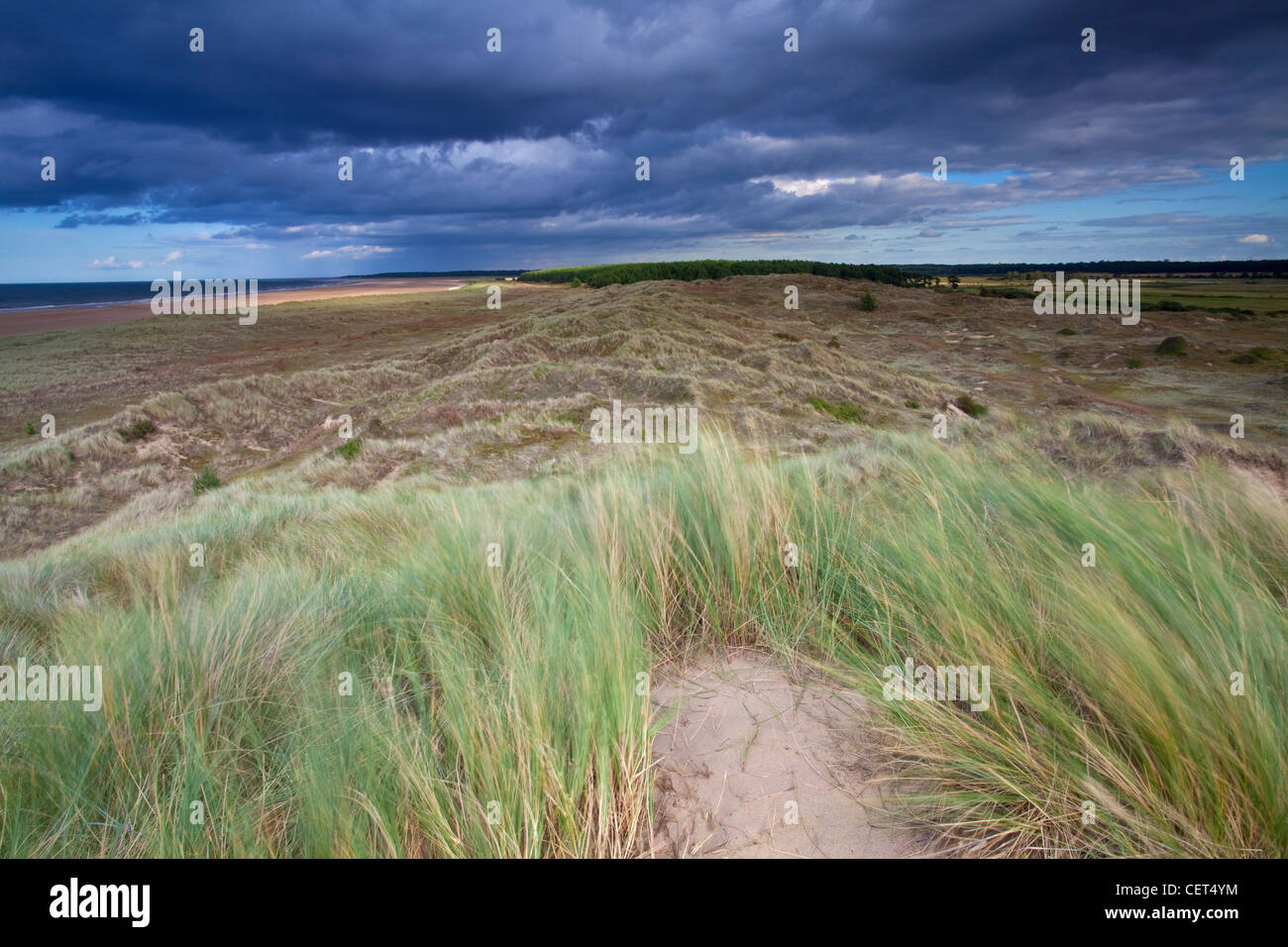 Sanddünen zwischen Burnham Overy Strand und Holkham an der North Norfolk-Küste. Stockfoto
