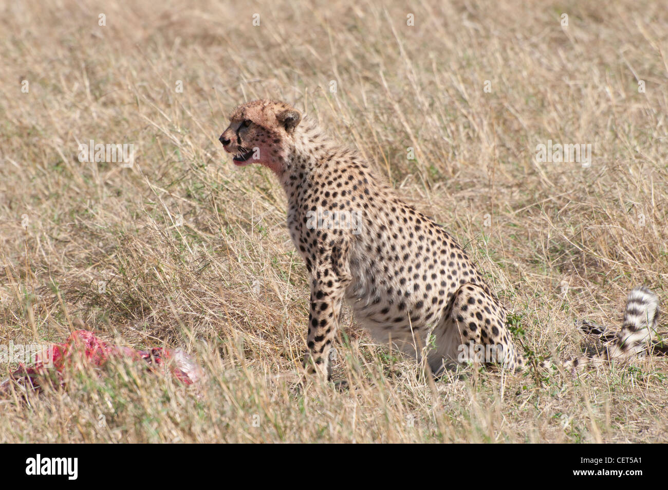 Seltene vom Aussterben bedrohte Erwachsener Cheetah Kenia Ostafrika Masai Mara Serengeti Reserve nach einem kill Stockfoto