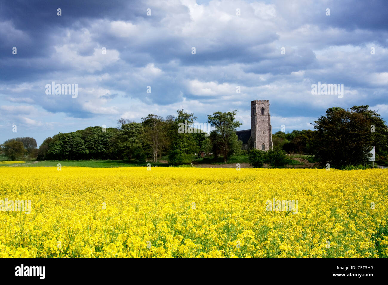 Blick über ein Feld von hellen Raps in Richtung Str. Marys Kirche in Henstead. Stockfoto