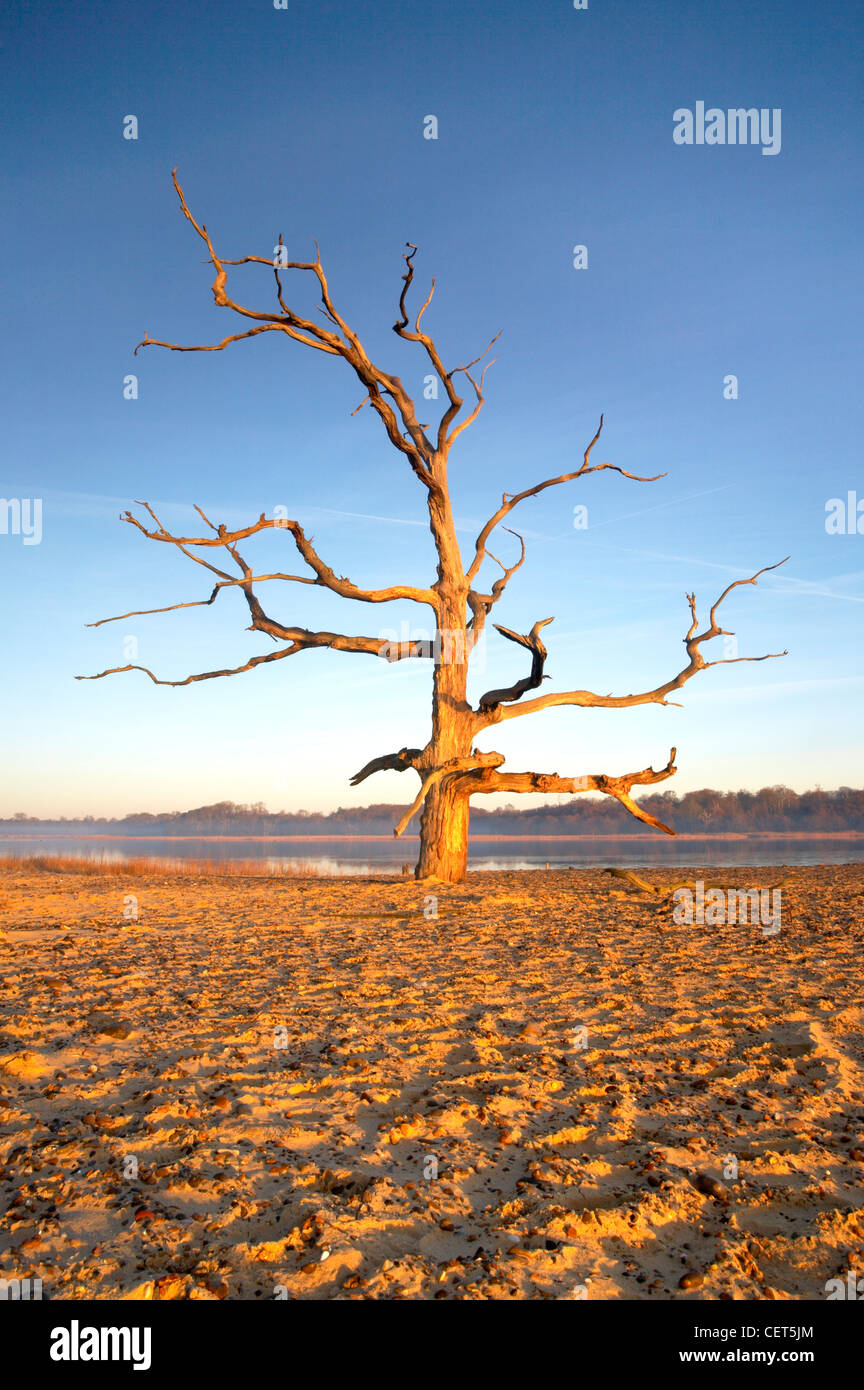 Ein toter Baum an der ersten Ampel am Beancre Strand an der Küste von Suffolk. Stockfoto