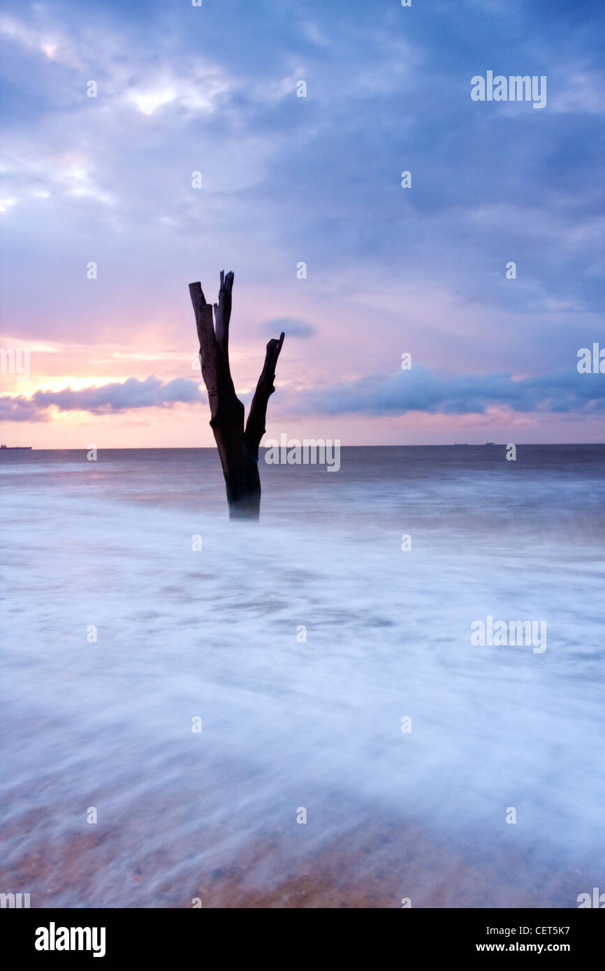 Die Flut hetzen einem toten Baum am Strand von Benacre an der Küste von Suffolk im Morgengrauen. Stockfoto