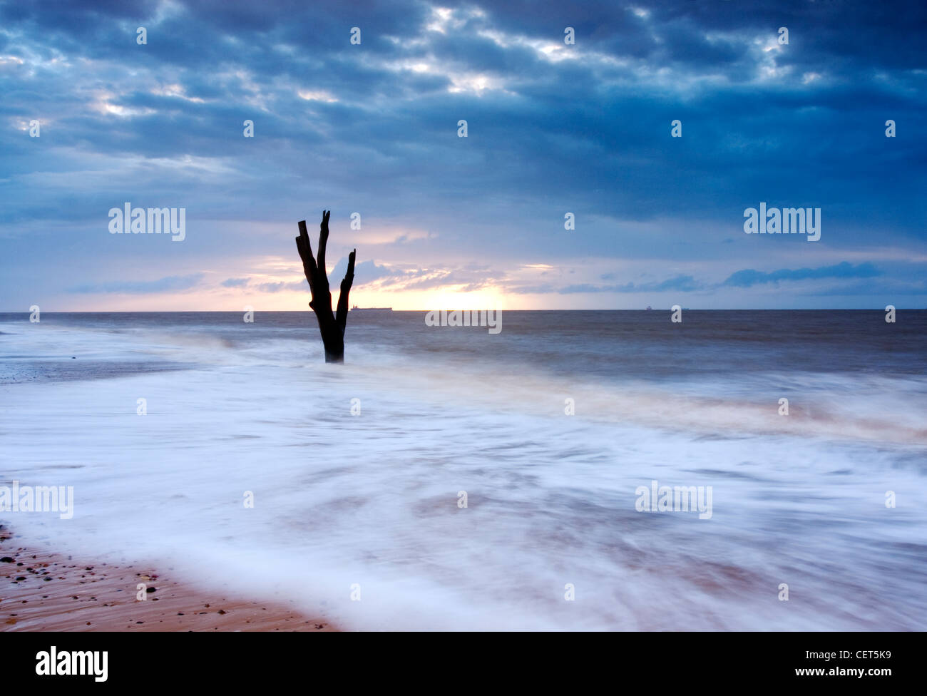 Die Flut hetzen einem toten Baum am Strand von Benacre an der Küste von Suffolk im Morgengrauen. Stockfoto
