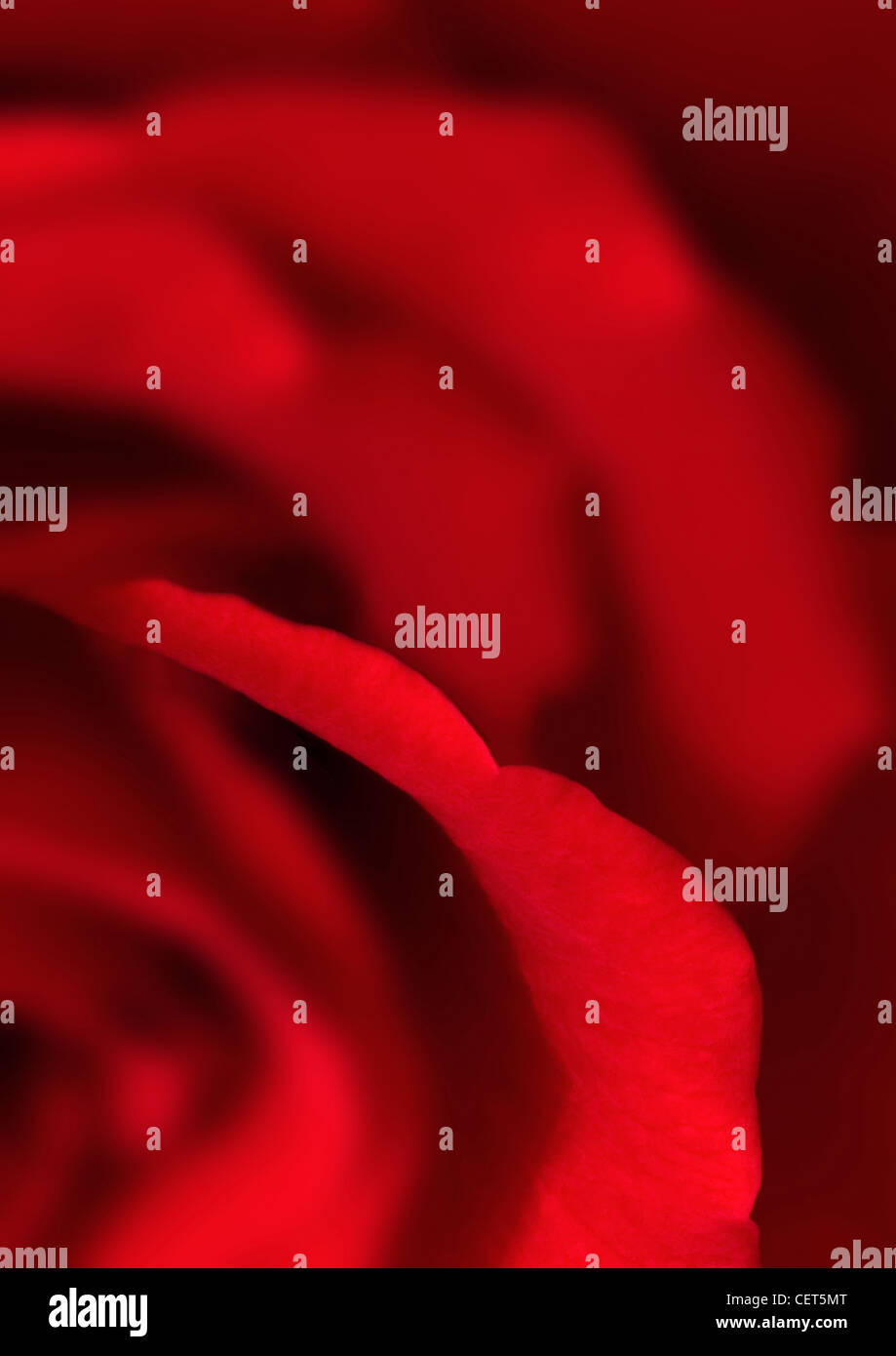 Eine einzelne rote rose nur am Rand der Blütenblätter im Fokus Stockfoto