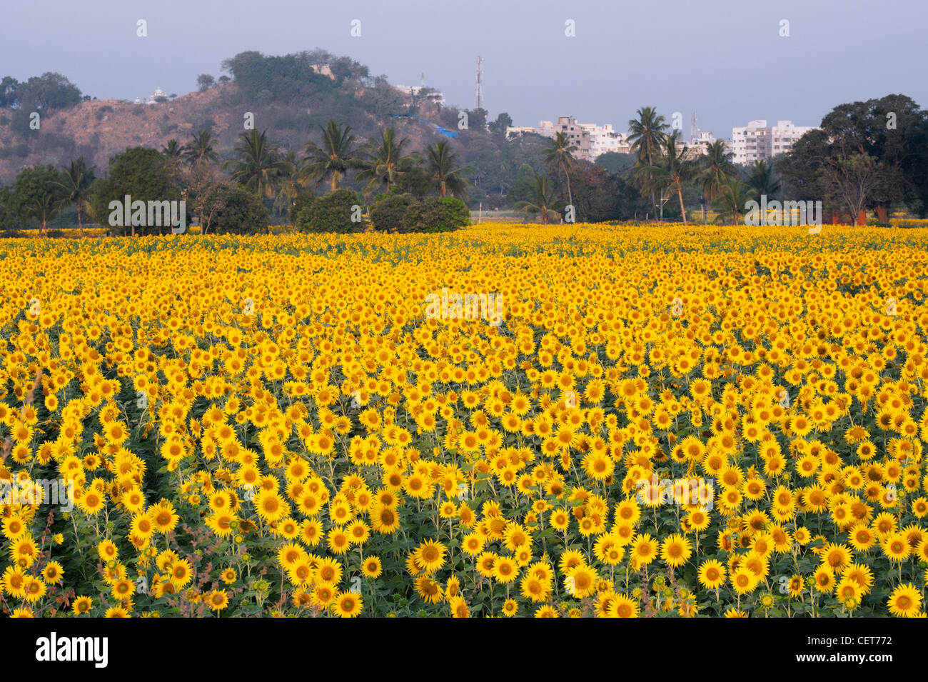 Anbau von Sonnenblumen in der indischen Landschaft. Andhra Pradesh, Indien Stockfoto