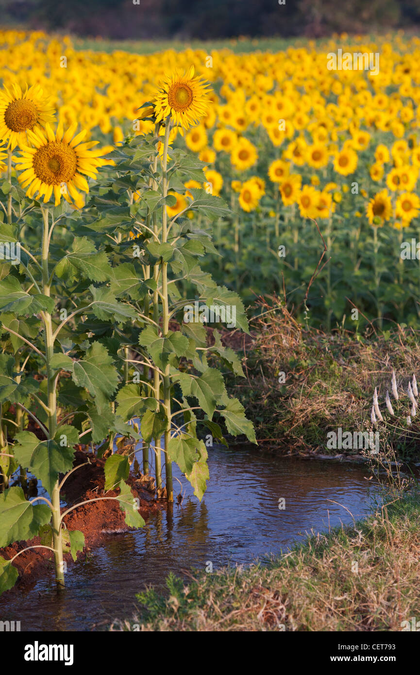Anbau und Bewässerung von Sonnenblumen in der indischen Landschaft, Andhra Pradesh, Indien Stockfoto