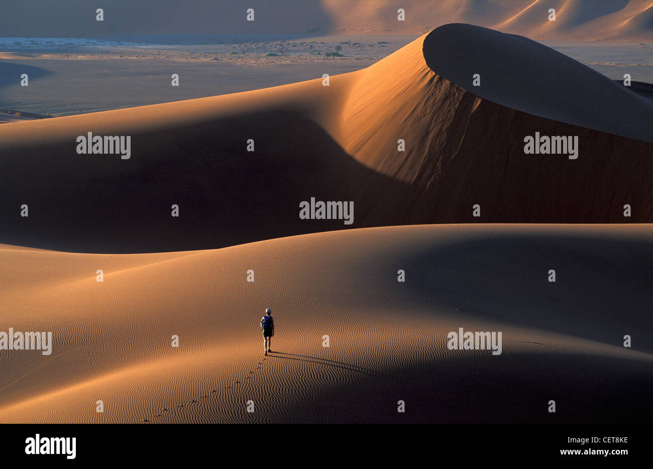 Lauffläche kühn auf Sanddünen der Namib-Wüste, Namibia, Afrika Stockfoto