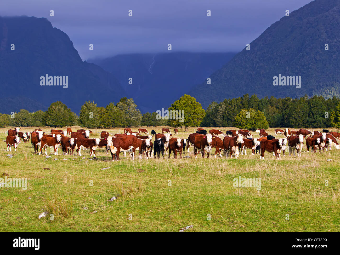 Hereford cattle Fotos und Bildmaterial in hoher Auflösung Alamy