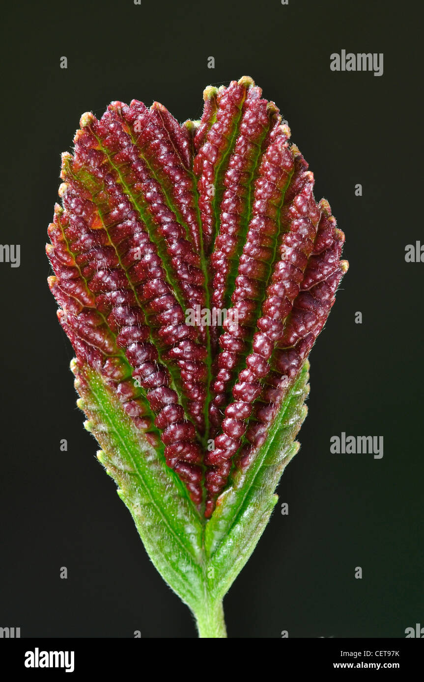 Erle Blatt im Frühjahr frisch eröffnet. Dorset, UK April 2011 Stockfoto