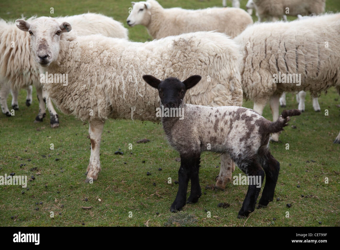 Schafe Frühling Lämmer Stockfoto