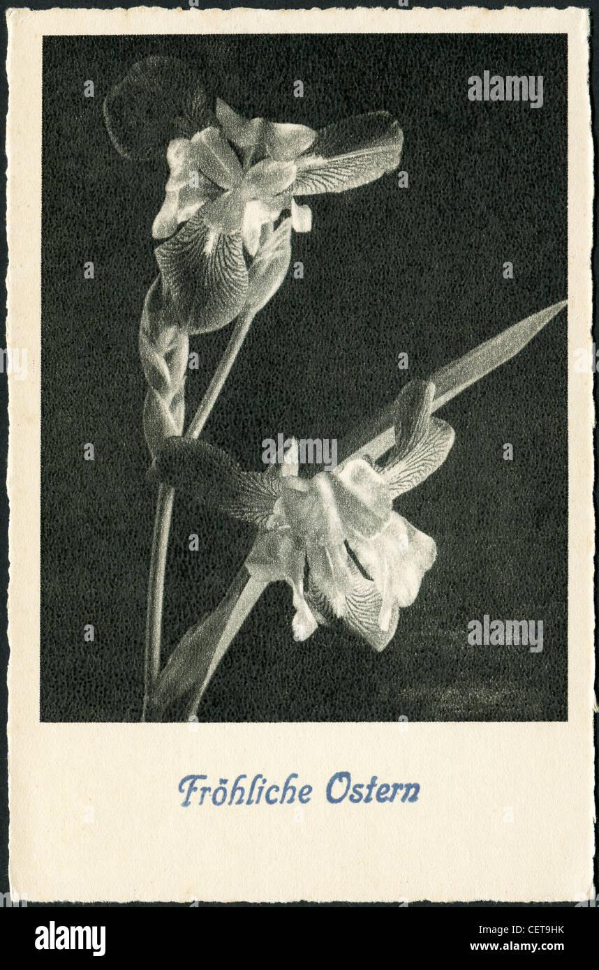 Ostern Postkarte gedruckt in Deutschland, zeigt eine Blüte Iris, um 1950. Deutscher Text: Frohe Ostern! Stockfoto