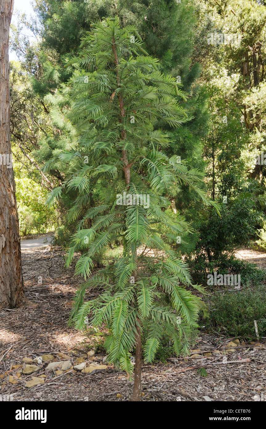 Wollemi Pine-Wollemia Nobilis, eines der weltweit ältesten und seltensten Bäume fotografiert in botanischen Gärten Canberra, Australien Stockfoto