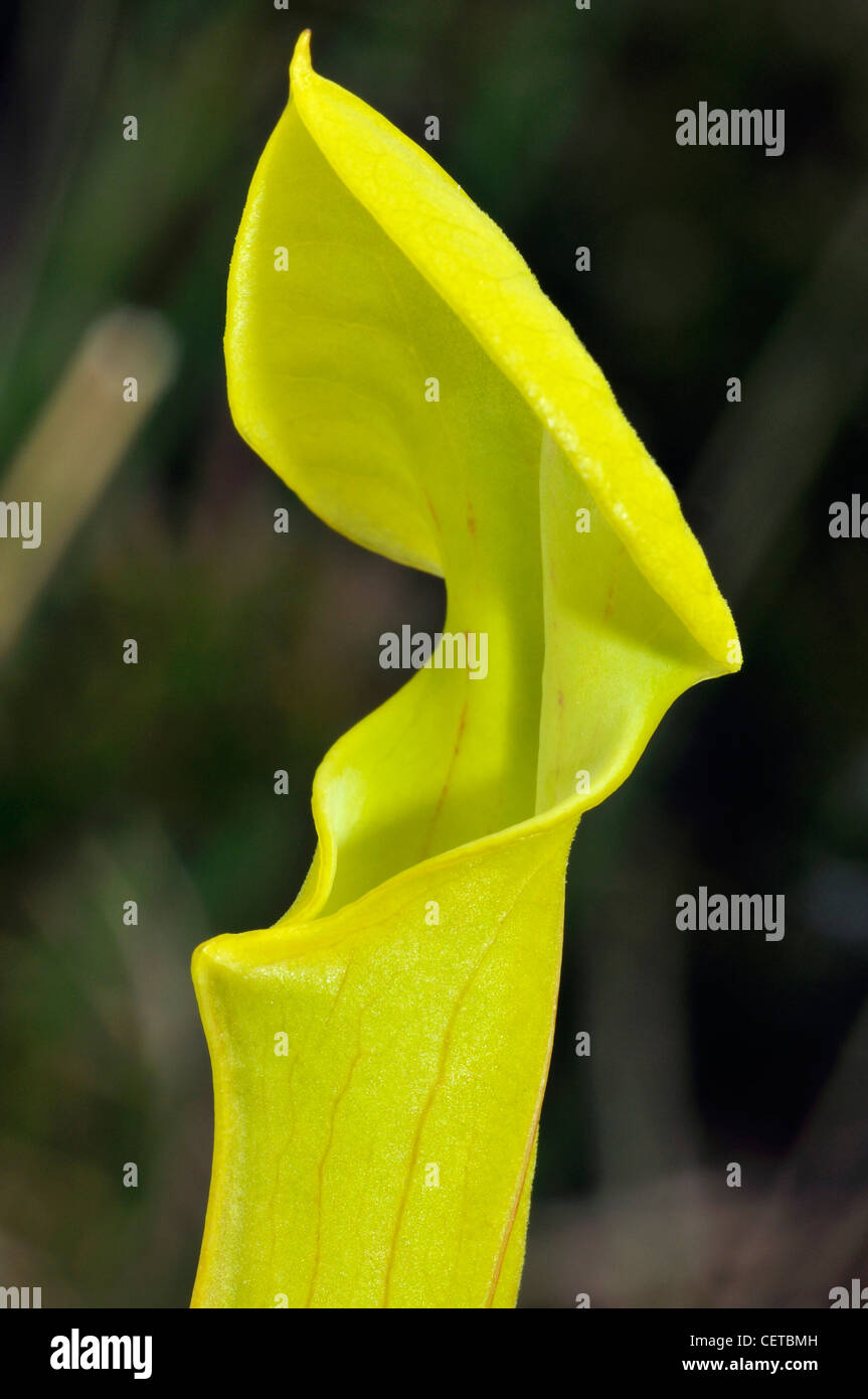 Gelbe Schlauchpflanze oder gelbe Trompete - Sarracenia Flava fleischfressende Pflanze Stockfoto